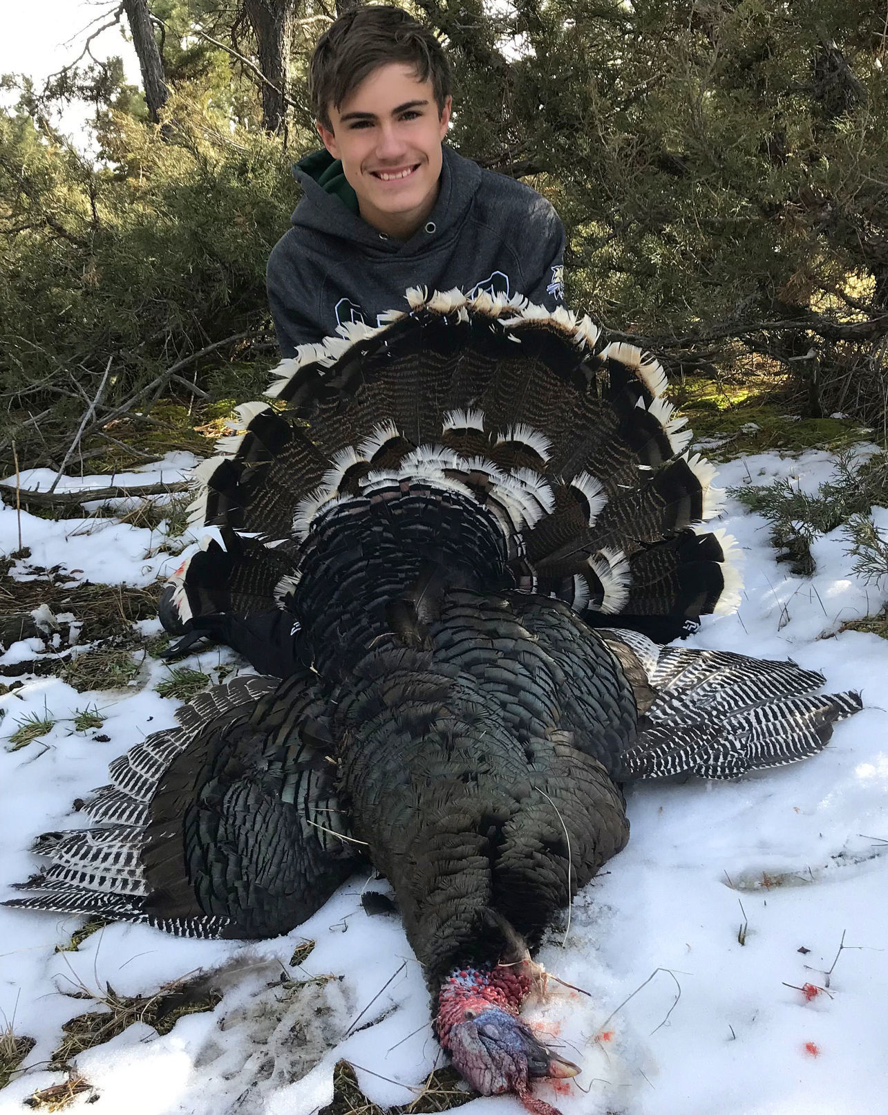 Merriam's turkey